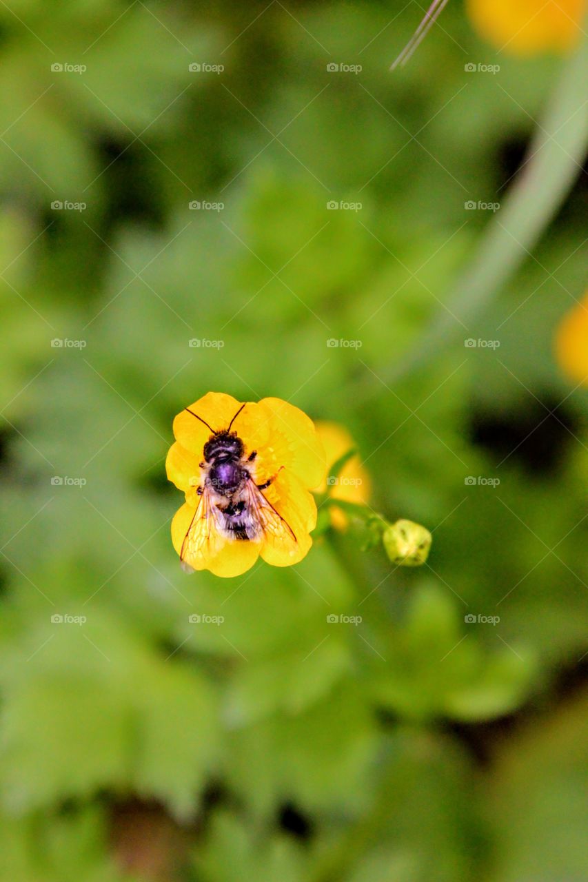 bee