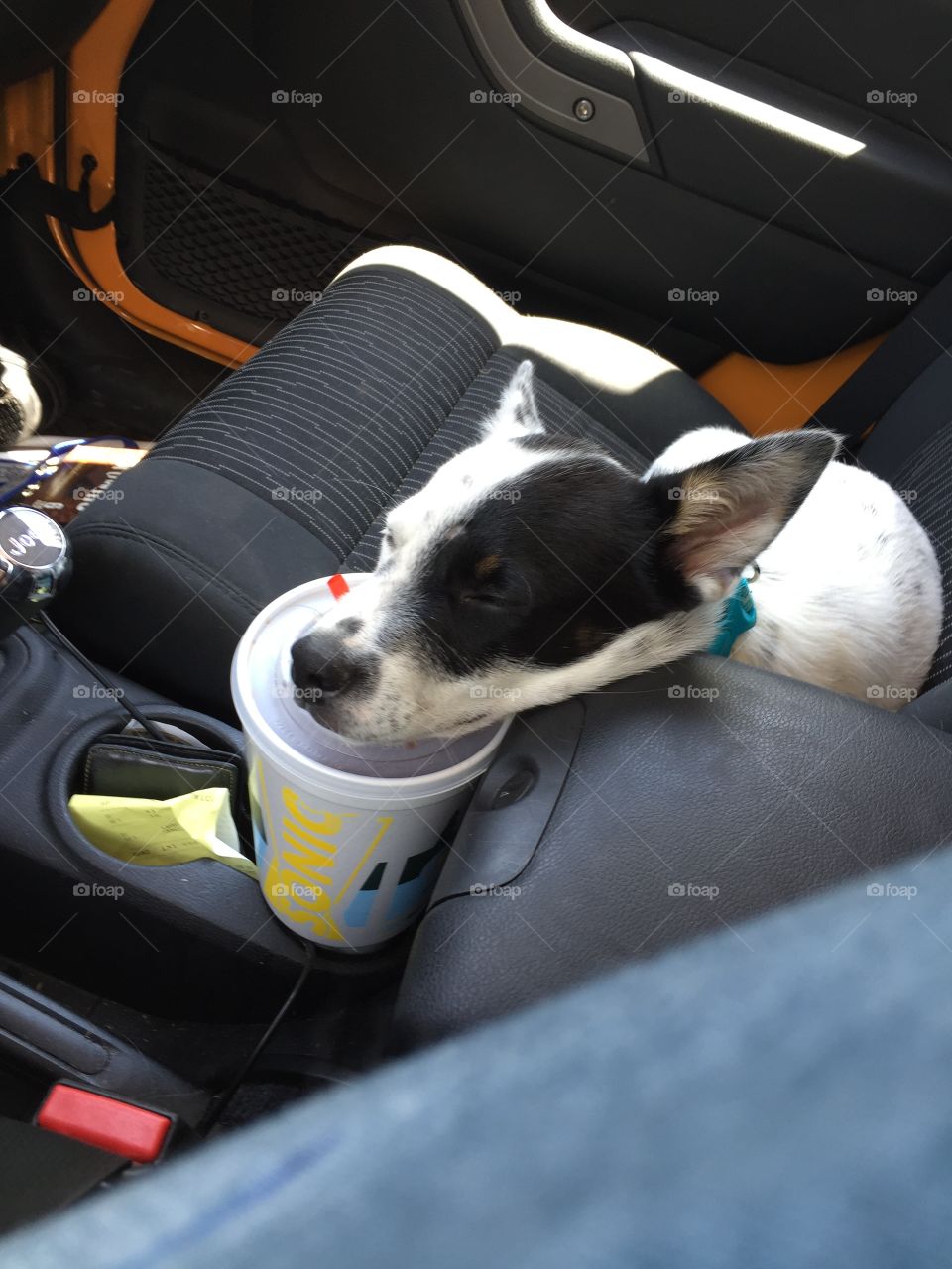 Lazy pup falls asleep on a Sonic drink