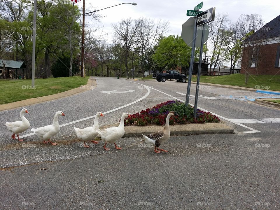 Quacker pedestrians.Getting the ducks in a row! 