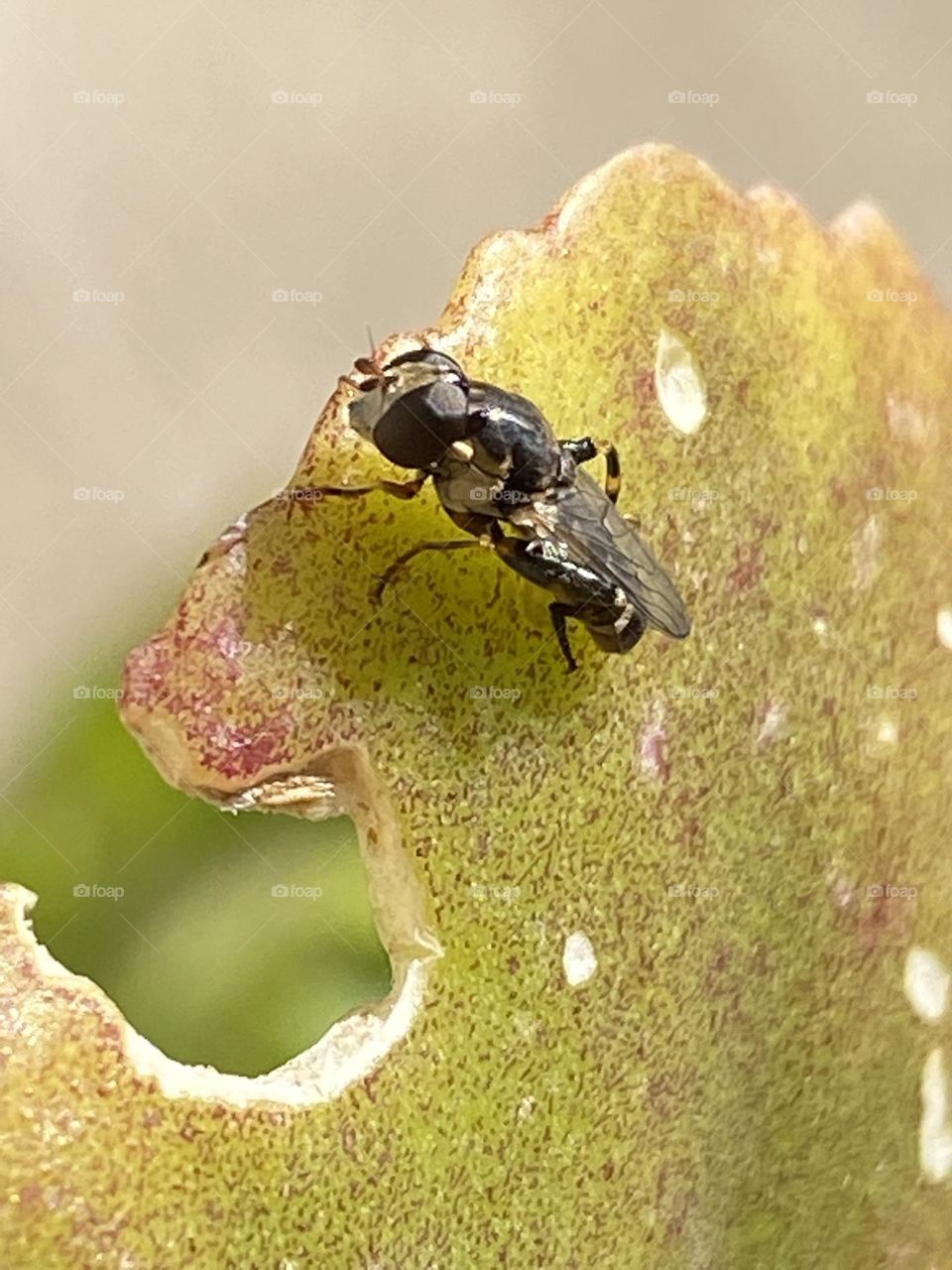 Comiendo ando verde que te quiero verde