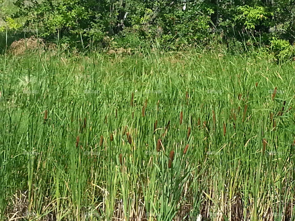Cattails along the creek