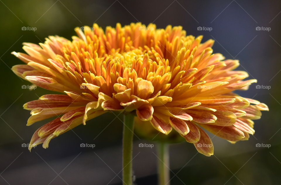 A beautiful Chrysanthemum flower