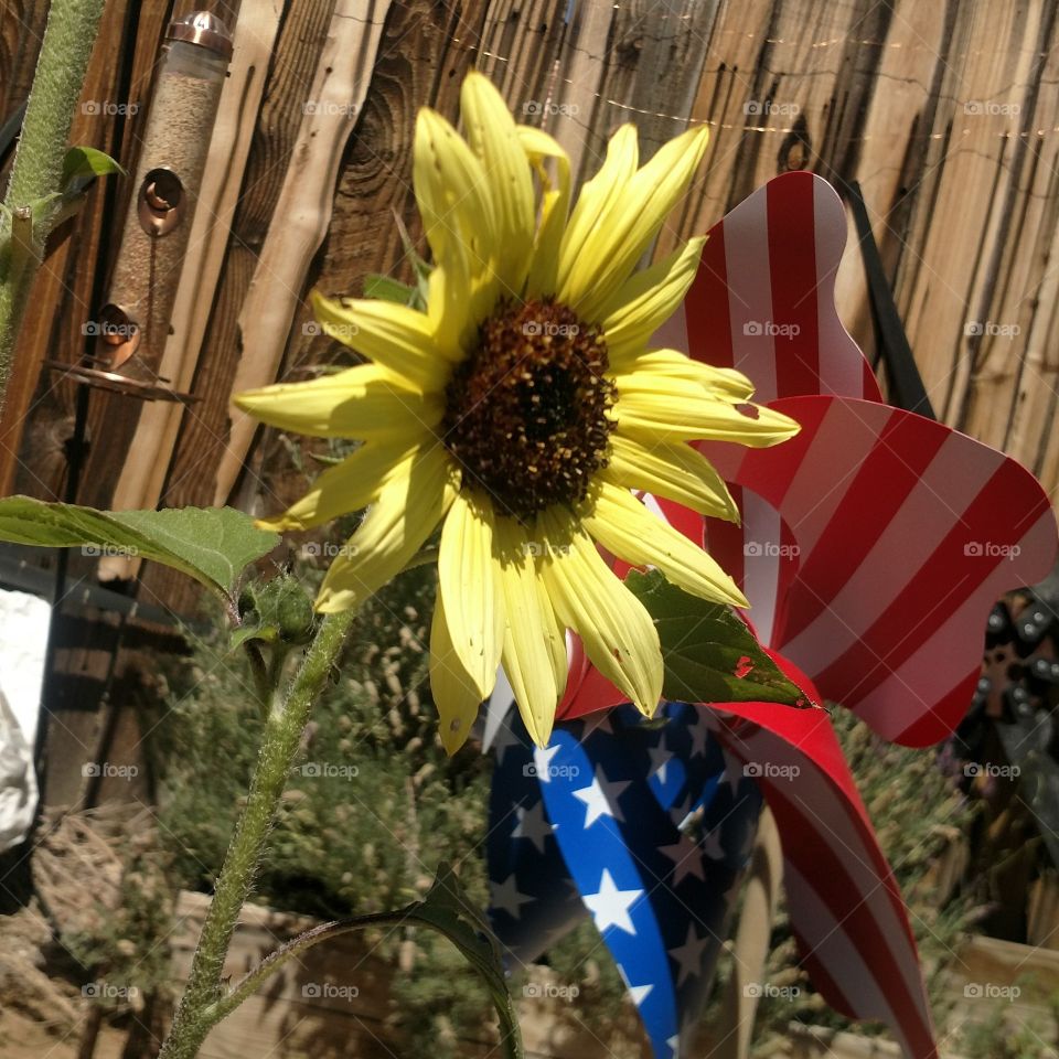 flag/sunflower