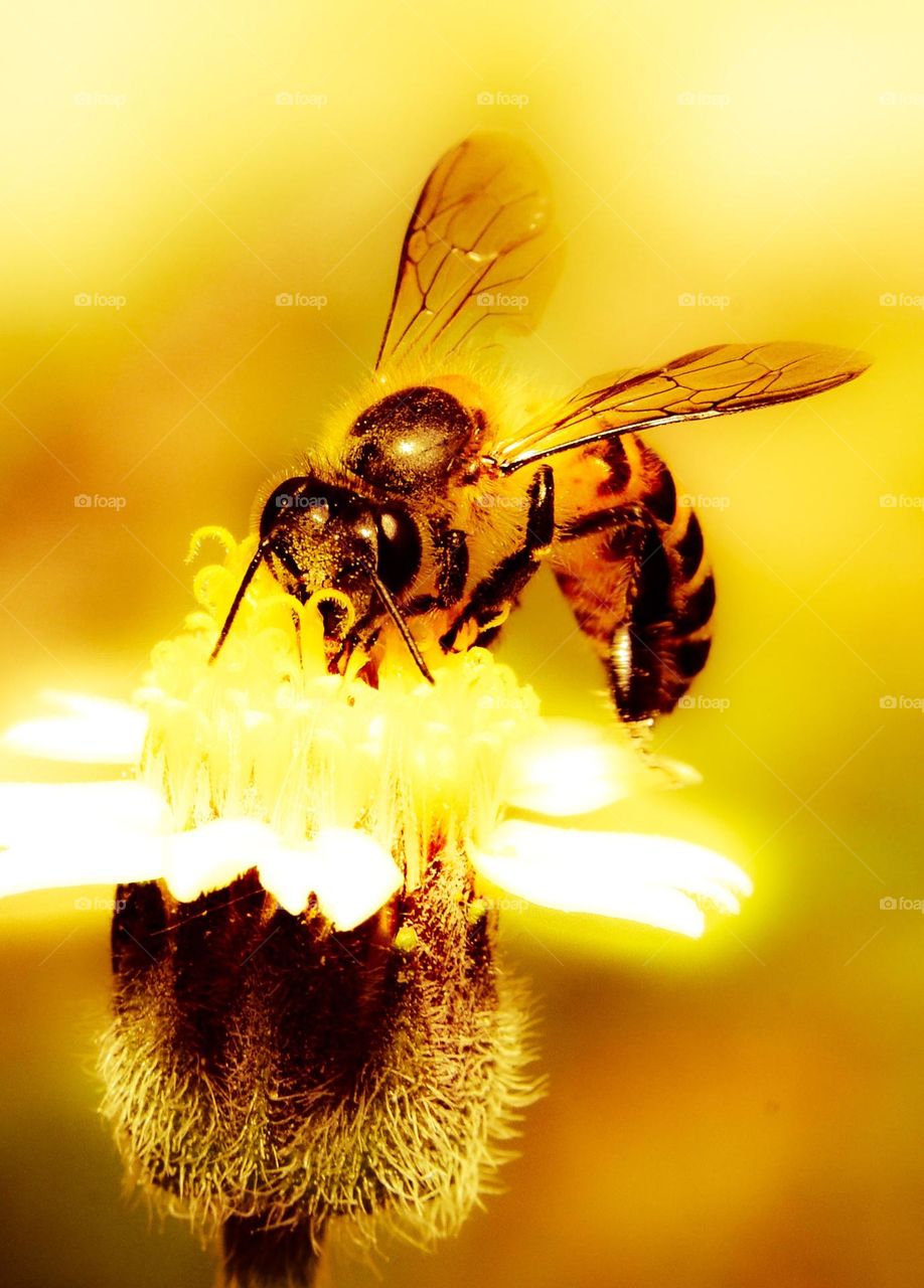 Honey Bee Enjoying Nectar on a Sunny Day