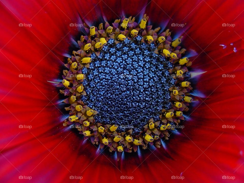 Red flower and stamen