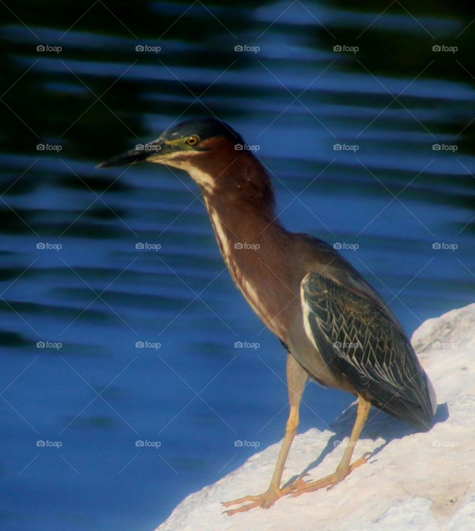 Green Heron on a Rock