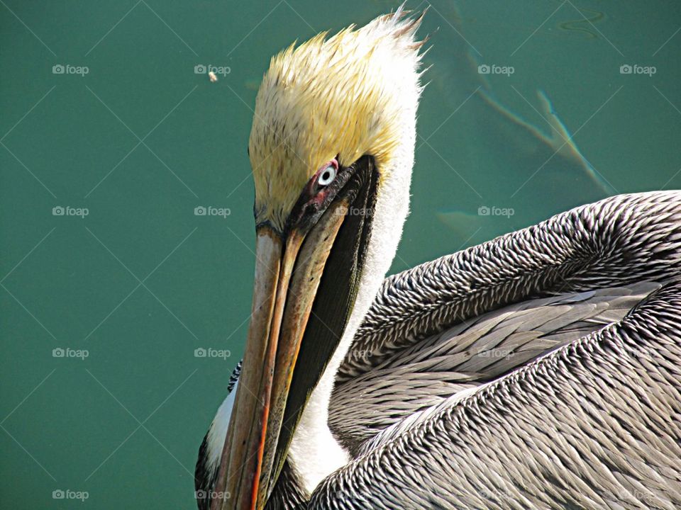 Pelican swimming on water