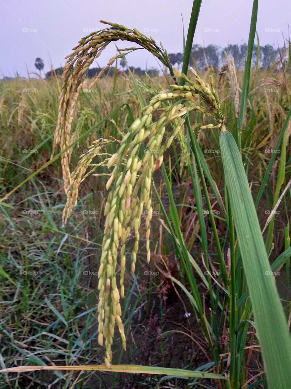 paddy,crop,leaf,food,rice
