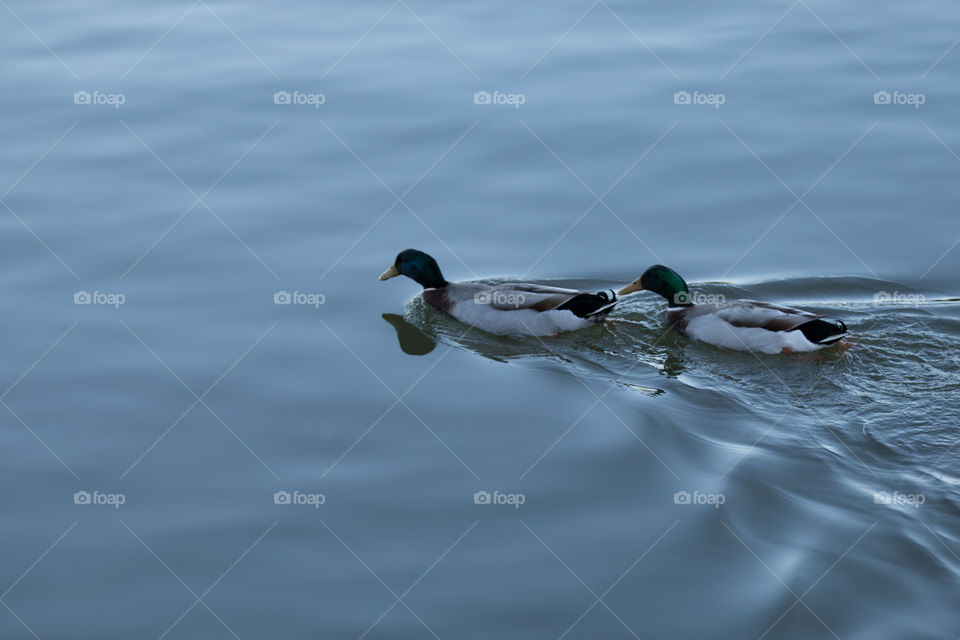 Duck, Water, Lake, Bird, Pool