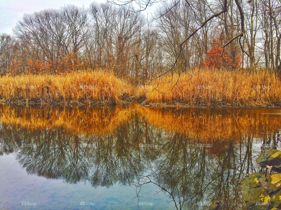 Woodland reflection... 