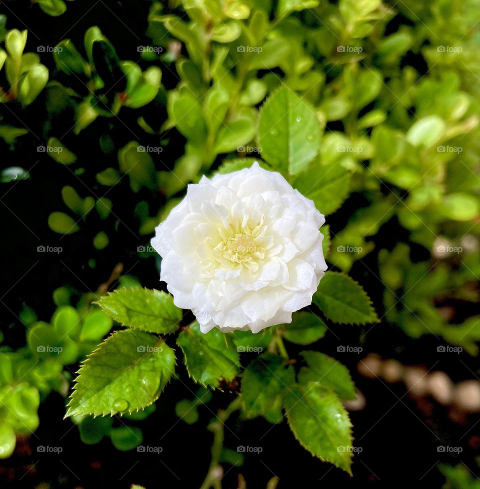 🌹 🇺🇸 Very beautiful flowers to brighten our day.  Live nature and its beauty. Did you like the delicate petals? / 🇧🇷 Flores muito bonitas para alegrar nosso dia. Viva a natureza e sua beleza. Gostaram das pétalas delicadas? 