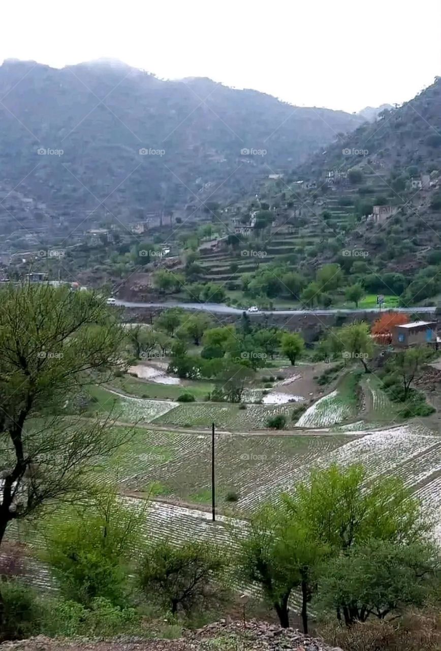 A very beautiful picture, and there is no better picture than it. There is no better picture of green herbs and colorful, red and white roses than it. Glory be to God, the natural and picturesque view, and there is no more