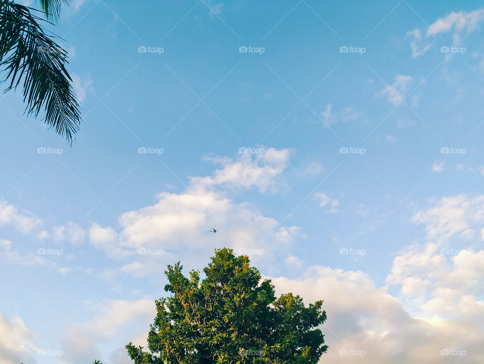 landscape of a tree surrounded by a blue sky with clouds and a plane