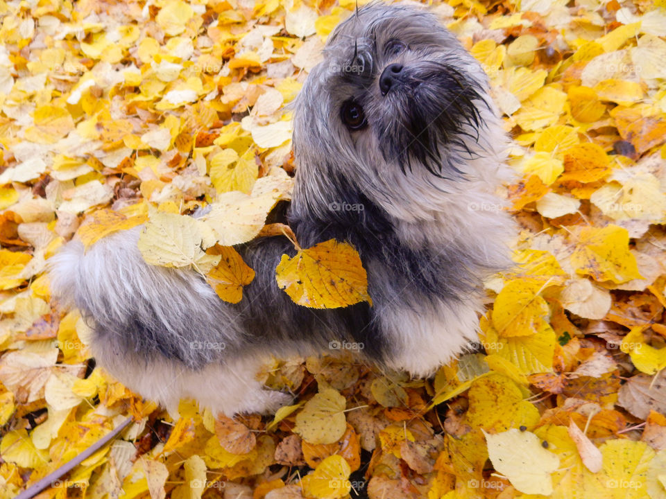 little dog covered in leafs. dog covered in autumn leaf