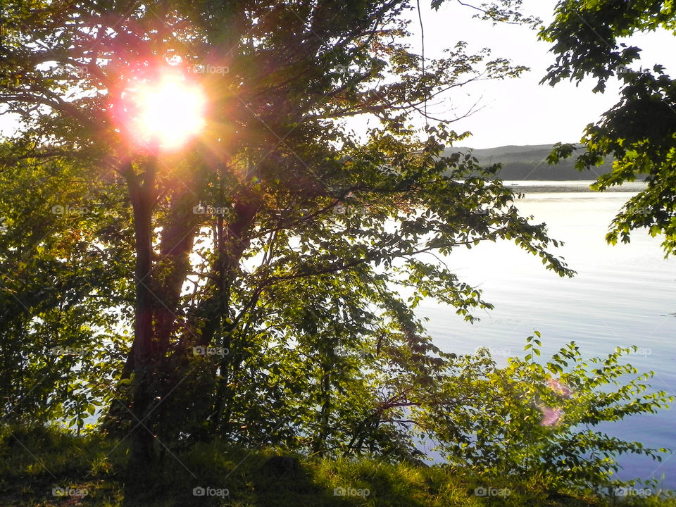 Sun Through the Trees at the Lake