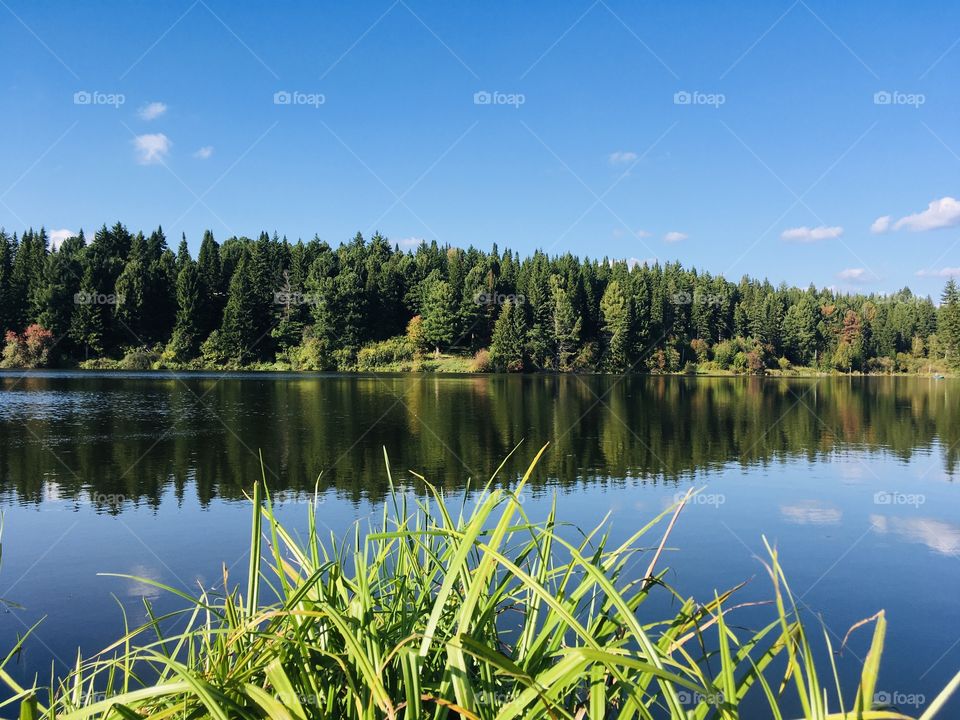 Forest, water