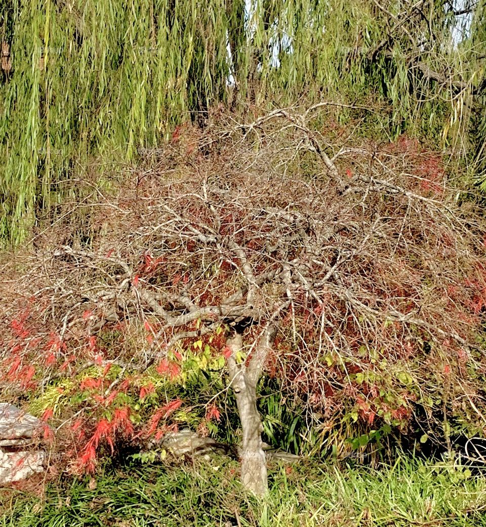 December tree