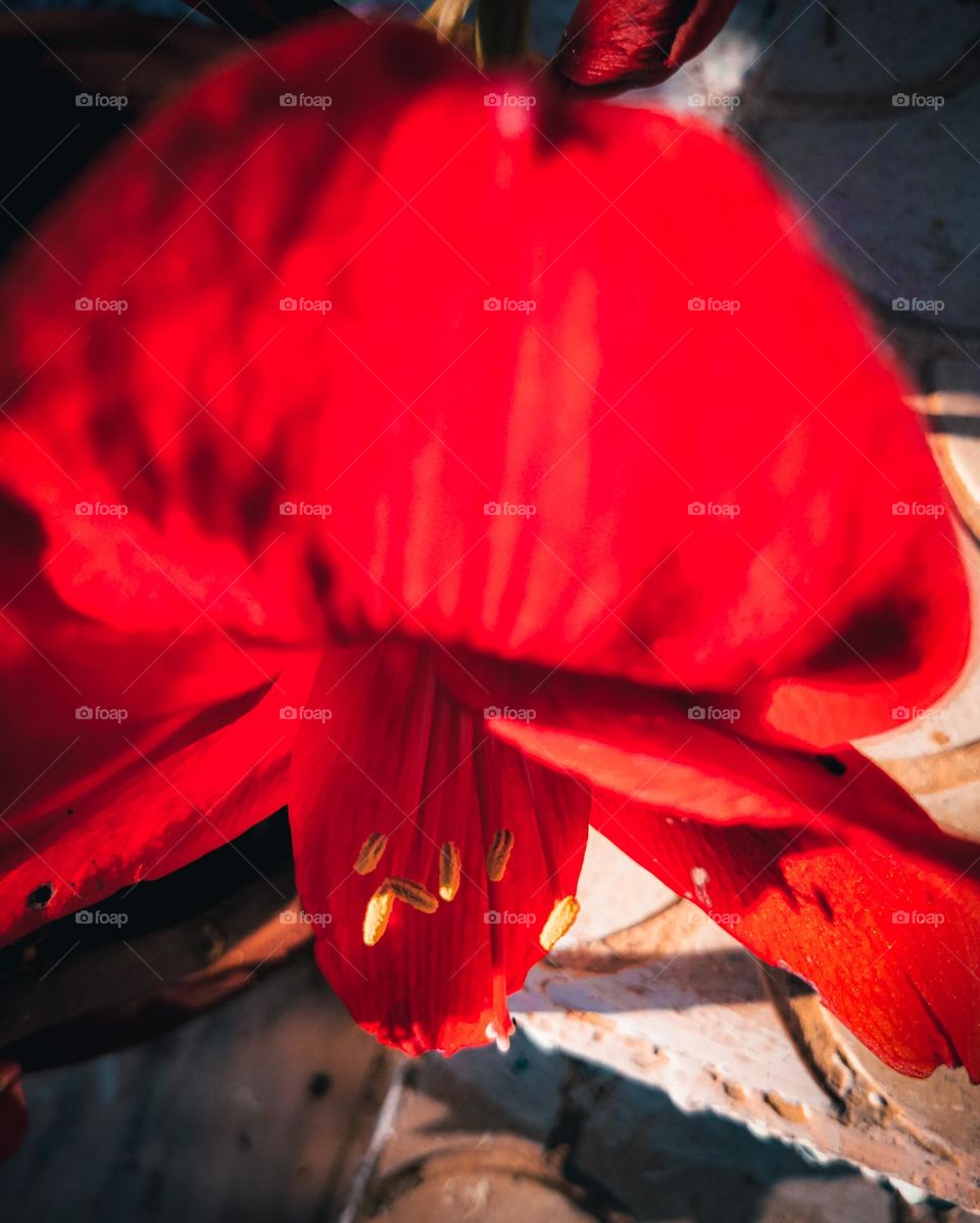 red amaryllis flower from above