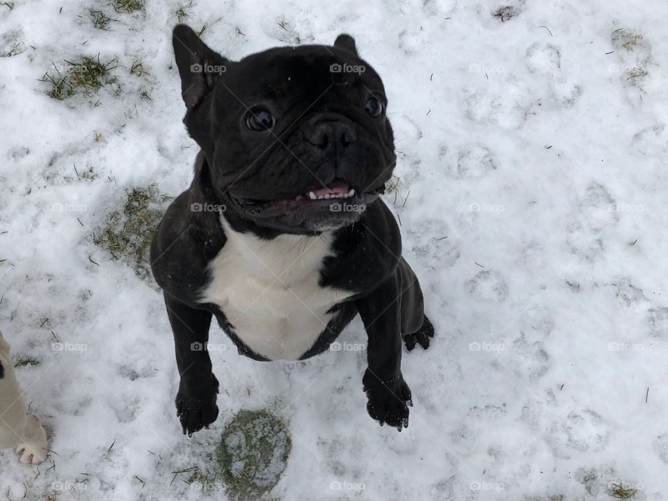 French bulldog standing on her hind legs 