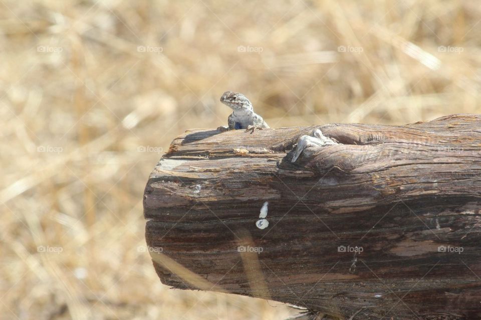 Lizard on a log