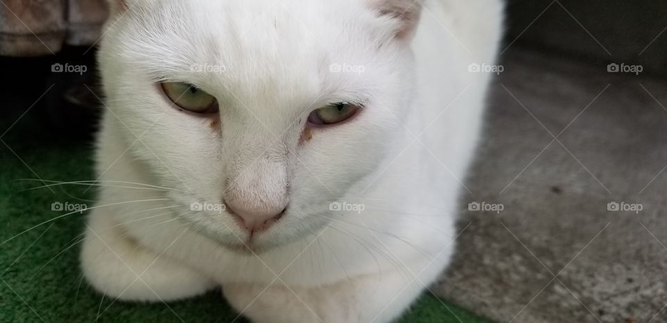 An all white cat! But she seems doesn't like to be disturbed at all!