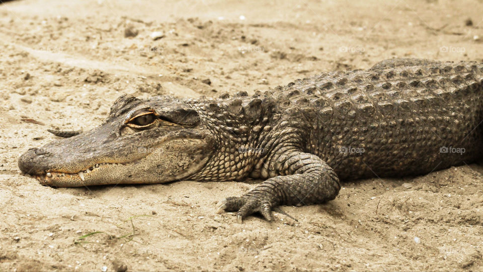 animal sand reptile alligator by refocusphoto