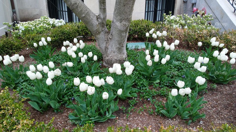 spring. flowers. beauty