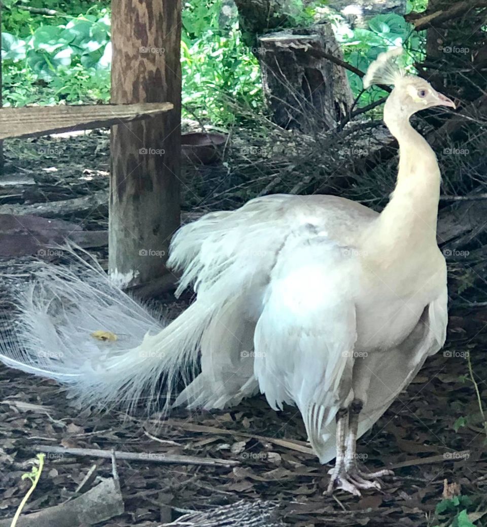 White peacock 