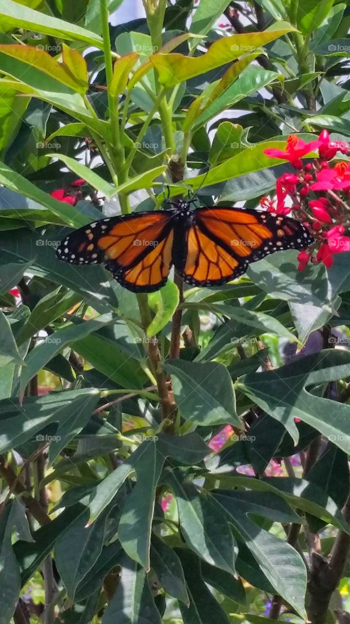 Monarch Butterfly