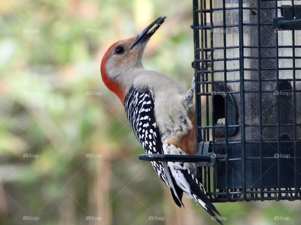 Birds & Bees - Nature in Motion - Birds in action - Red headed Woodpecker on a bird feeder - Birds steer mainly with their tails, and some use their wings for precise maneuvers