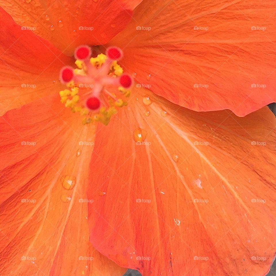 Orange Flower