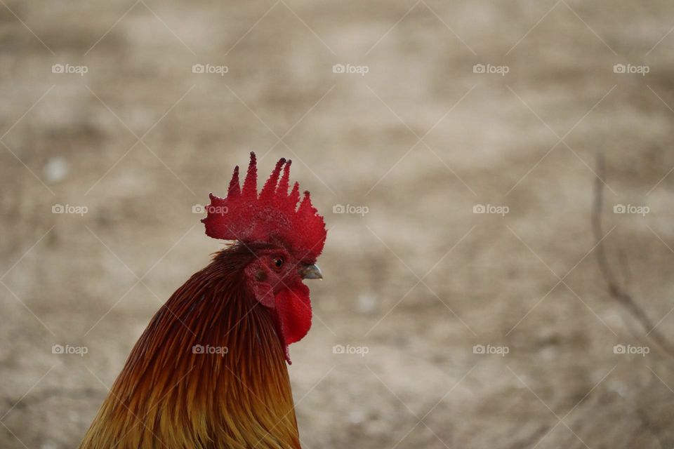 A rooster with big red comb and wattles with blurry background 