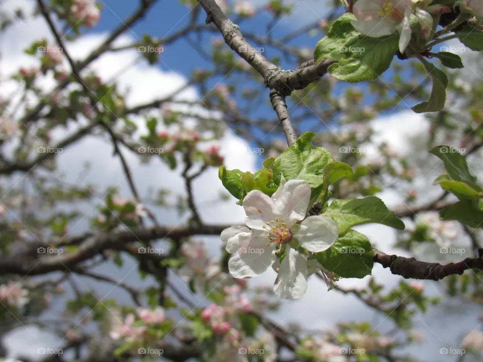 Apple blossoms 