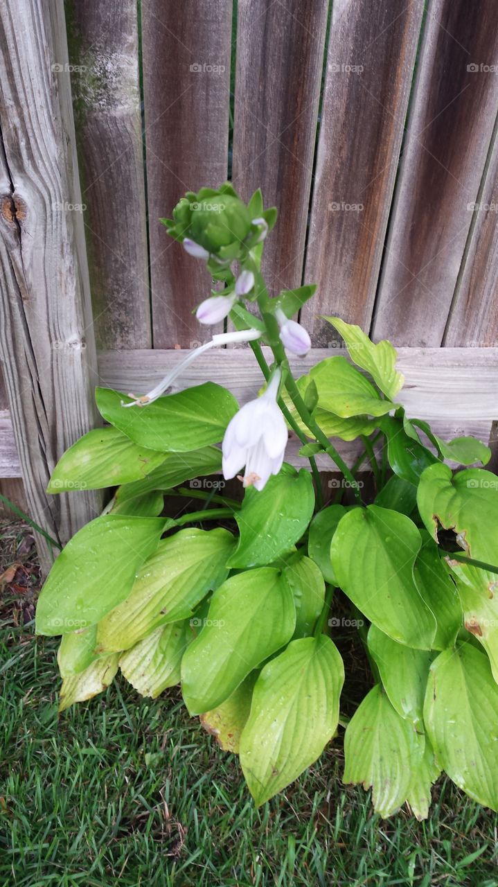 flowers and foliage