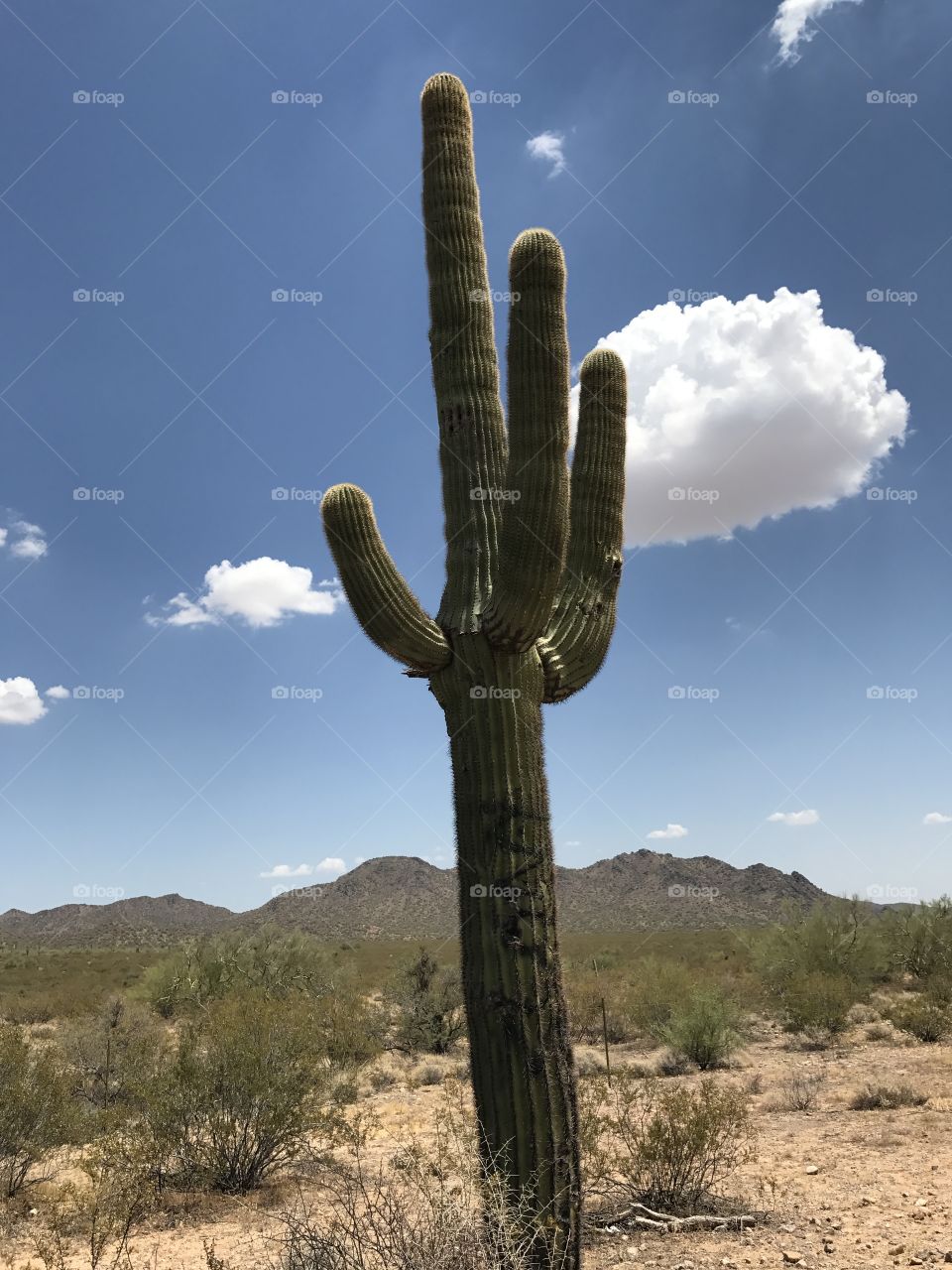 Lonely cactus standing sentinel in the vivid Arizona desert. 