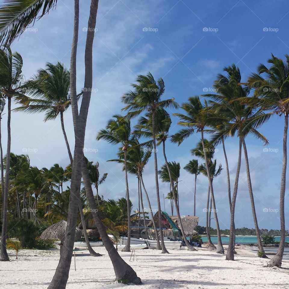Palm Trees. Punta Cana Closed Resort Beach