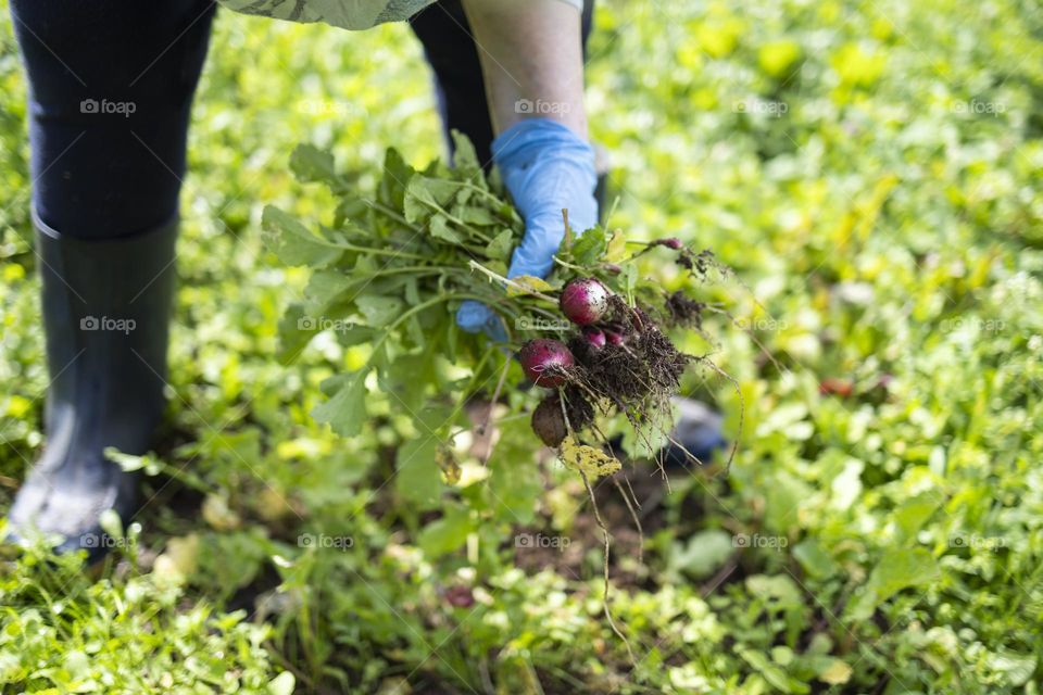 An ederly woman harvesting organic radishes in her home garden. 