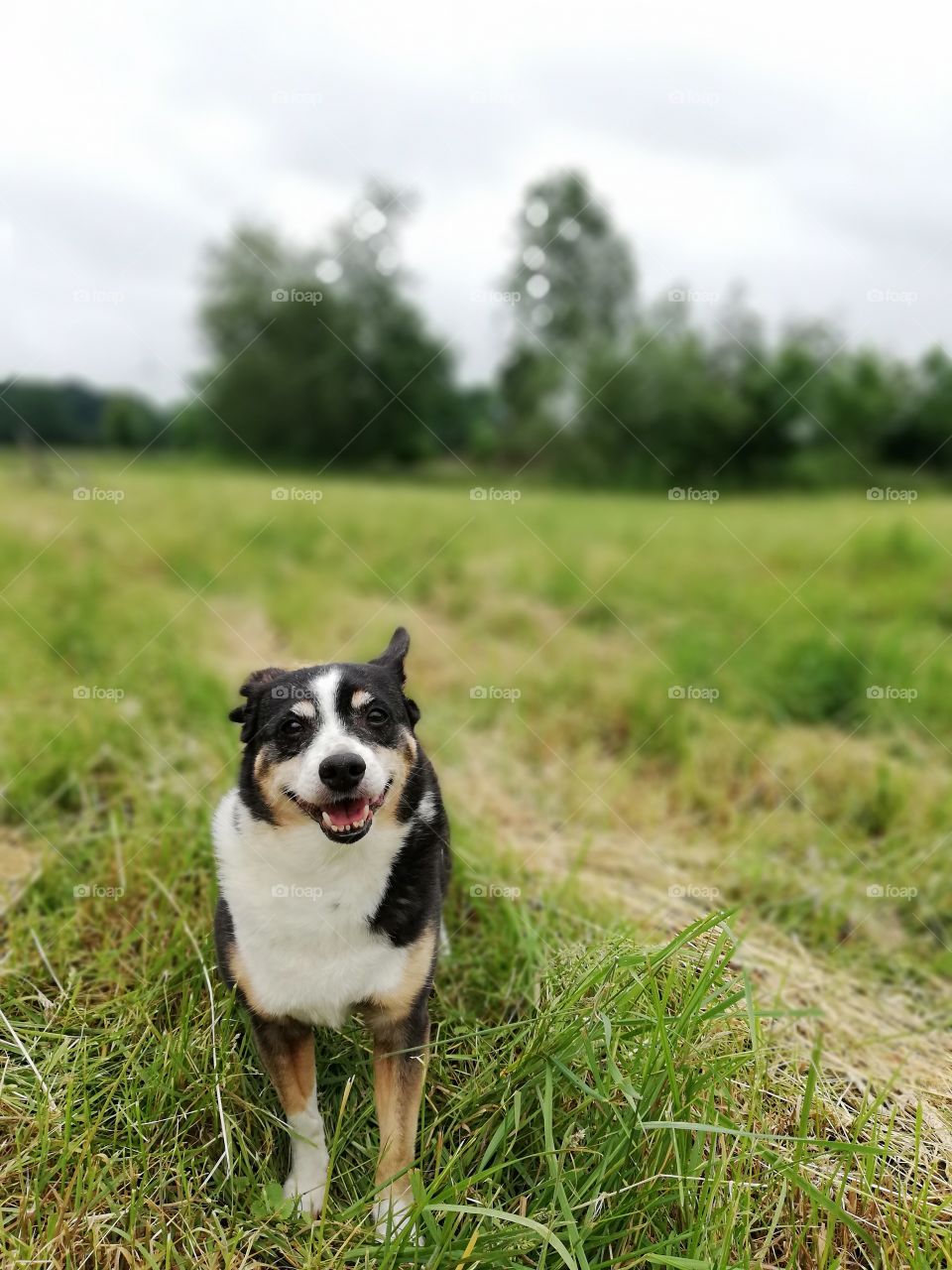 Little dog smiling in a field
