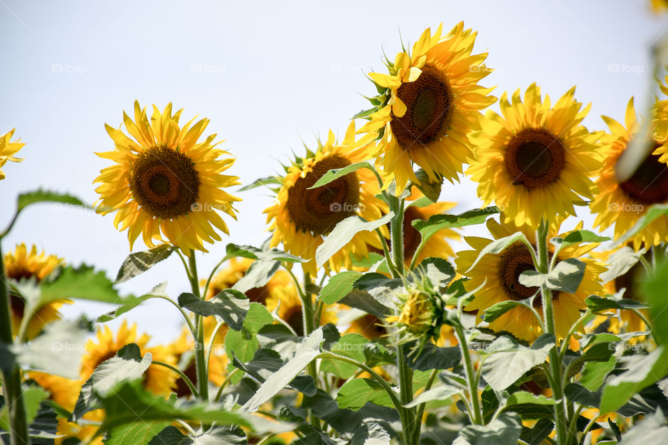 Sunflower, Nature, Flora, Summer, Flower