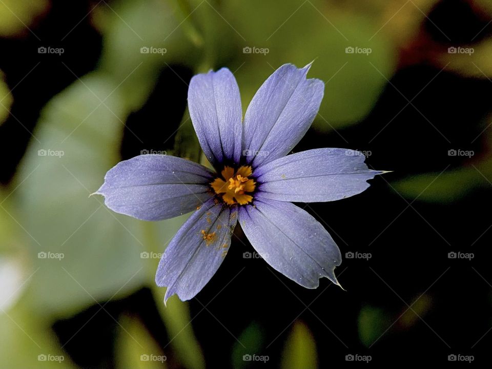 Blue eye grass flower, close up
