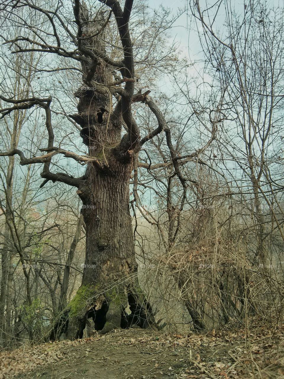 talking tree, the Witch, Onodrim, Ent. Mountain Vitosha, Sofia, Bulgaria. nexus 4