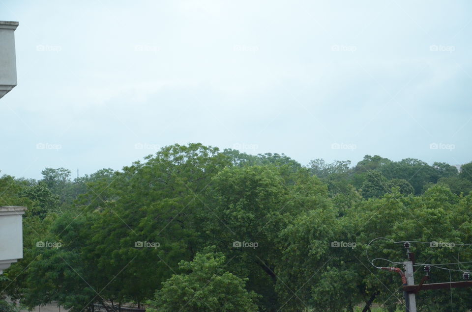 landscape
nature
greenry
trees