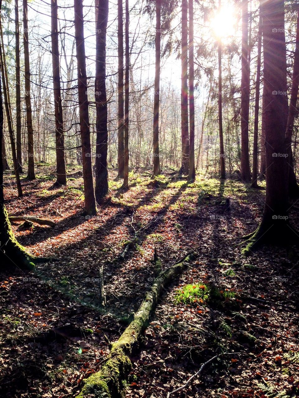 Forest sunshine