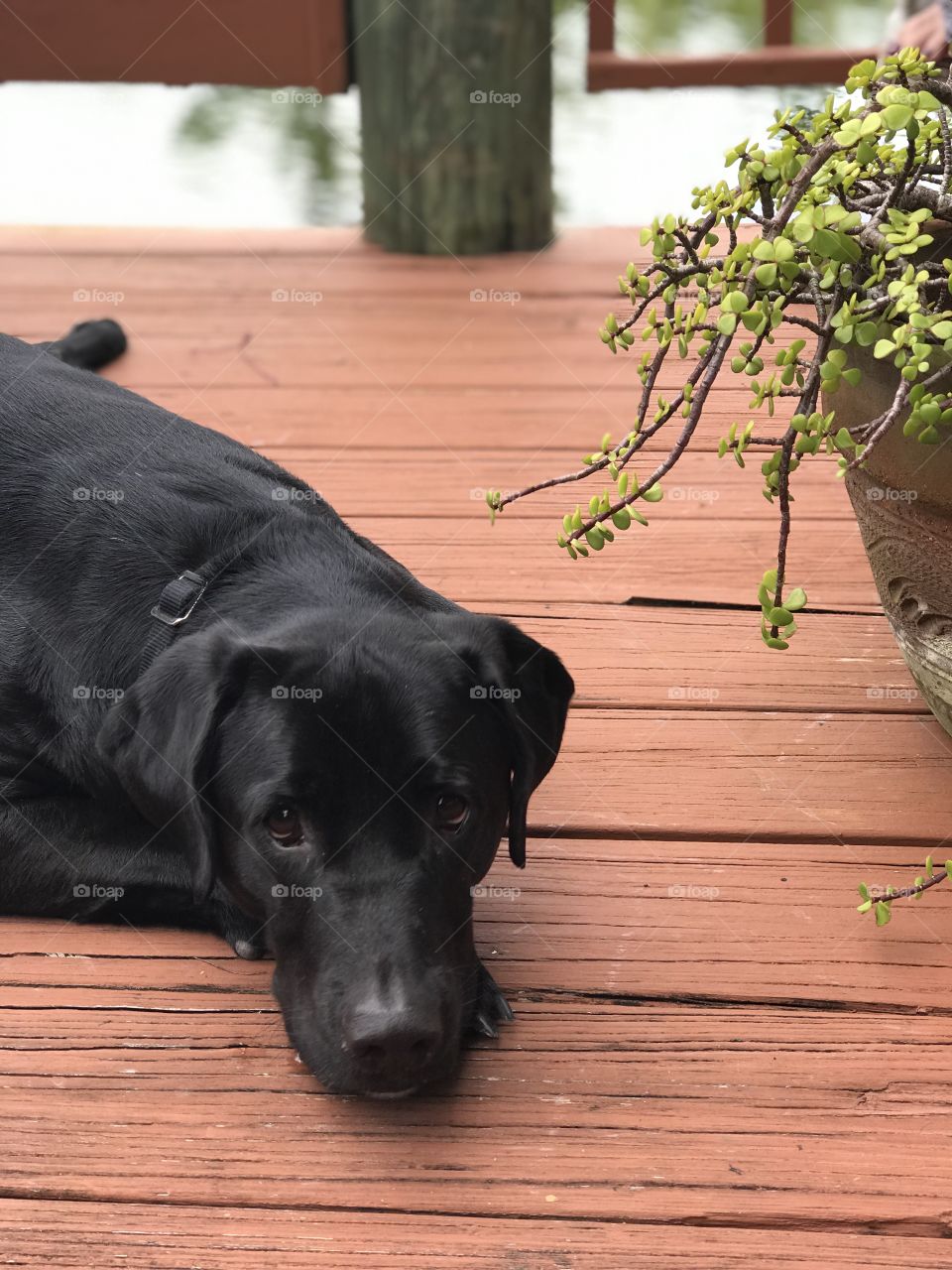 Black Lab on the Dock