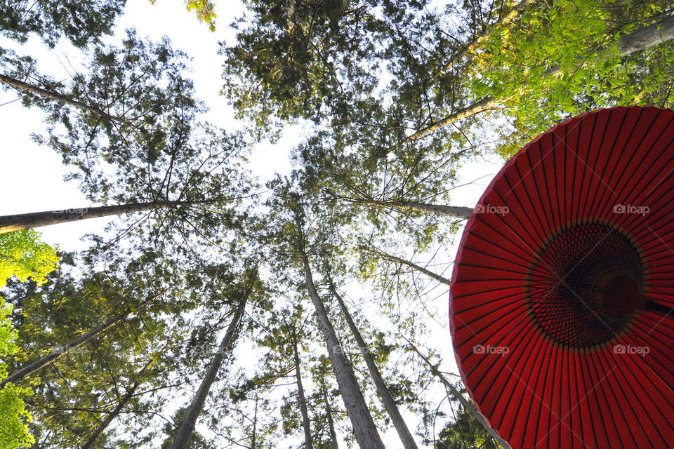 A red umbrella in trees, Kyoto