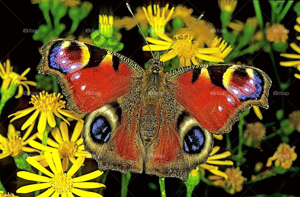 Portrait of a Peacock butterfly, wings open, on a flower.