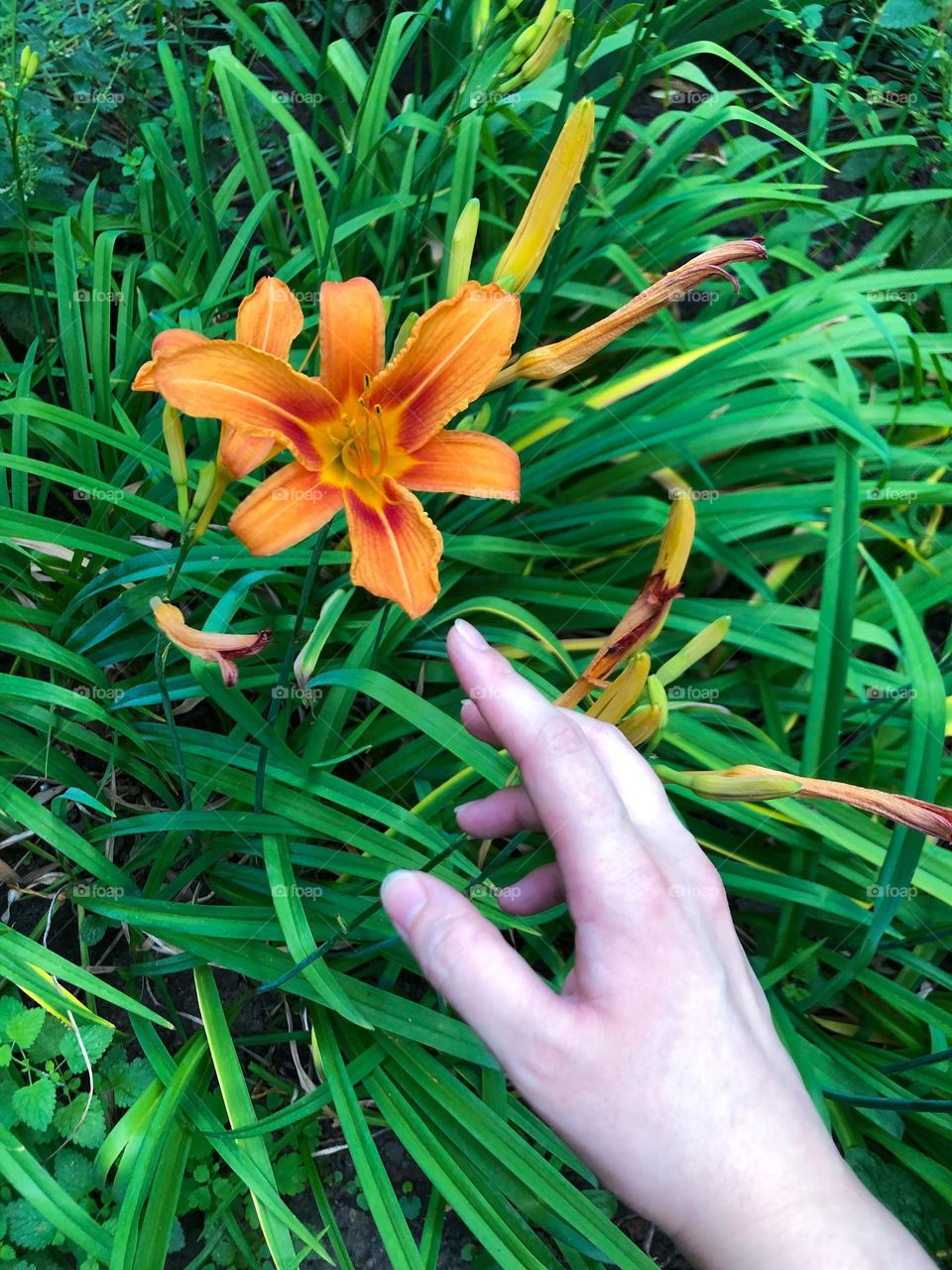 orange lily and hand