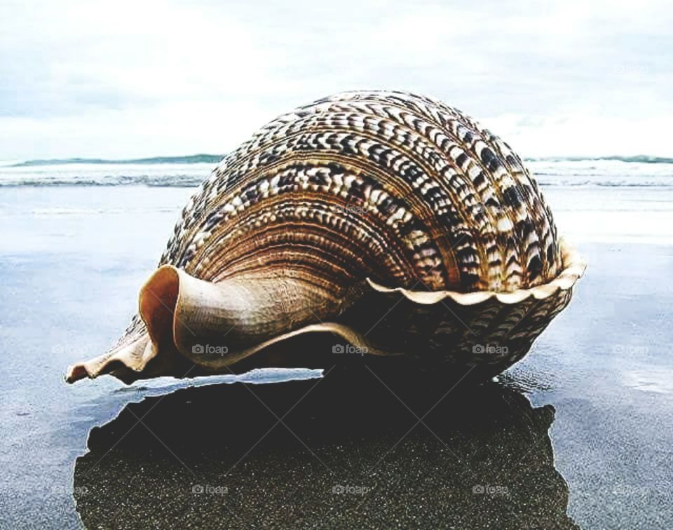 mussels

eg. The rias produce most of the region's annual 300, 000 tons of mussels - Europe's largest production.

oysters

eg. One easy precaution is to make sure you know where your oysters come from