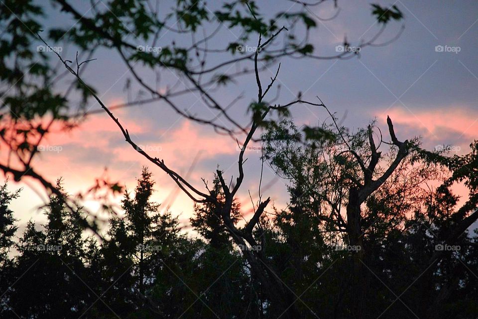 Sunset in Ohio. Sunset through the trees