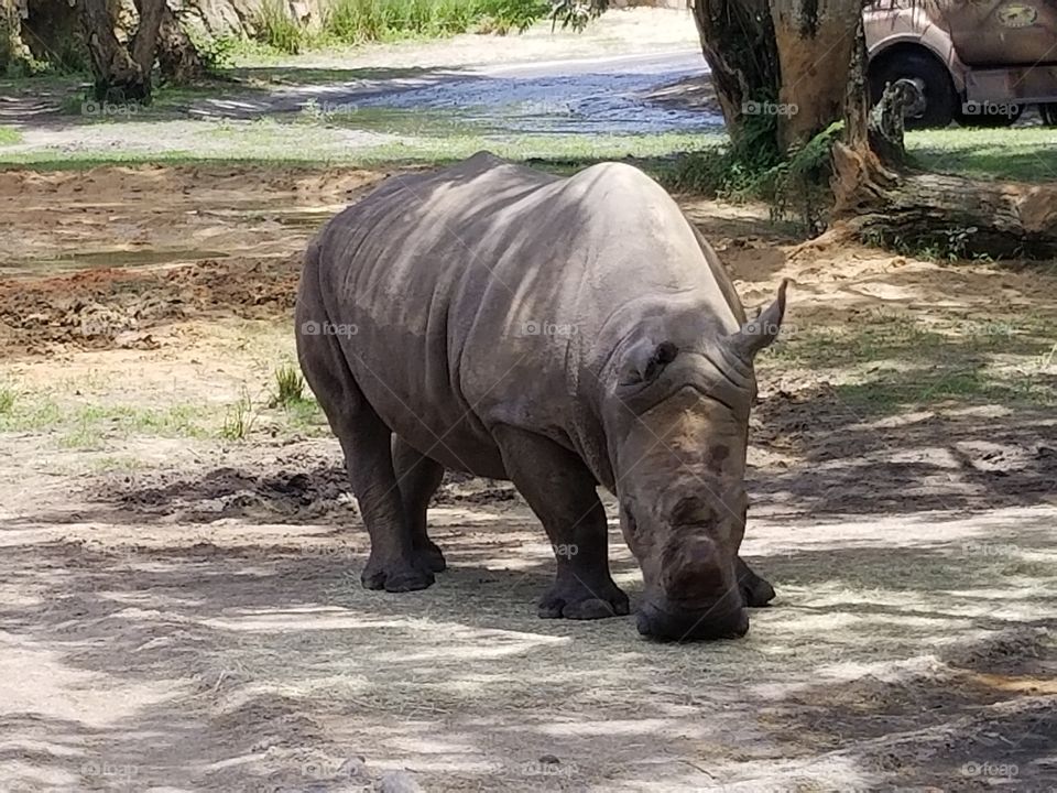 A black rhino grazes peacefully in the summer sun.